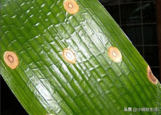 君子兰叶片起梗是什么原因,君子兰叶不绿怎么办