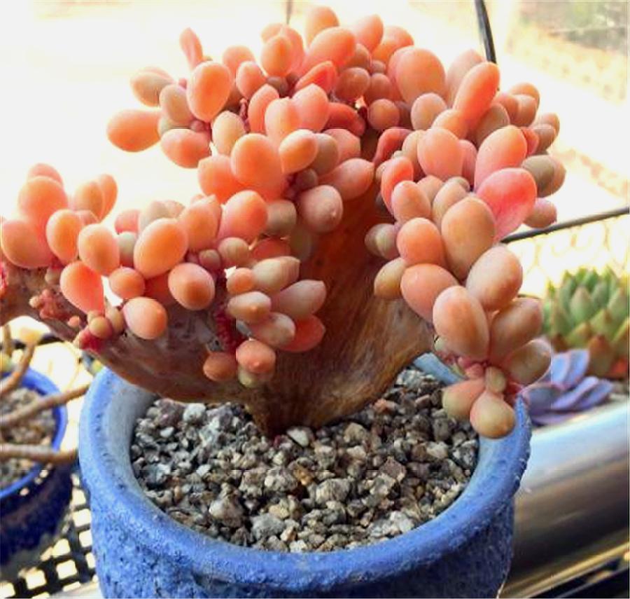 多肉四大美人图片,多肉四大美人长什么样子