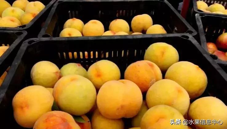 中国水果大全,中国水果大全图片和名字