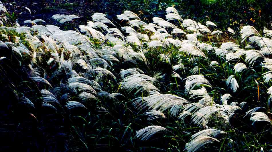 笠翁对韵启蒙经典,笠翁对韵国学启蒙