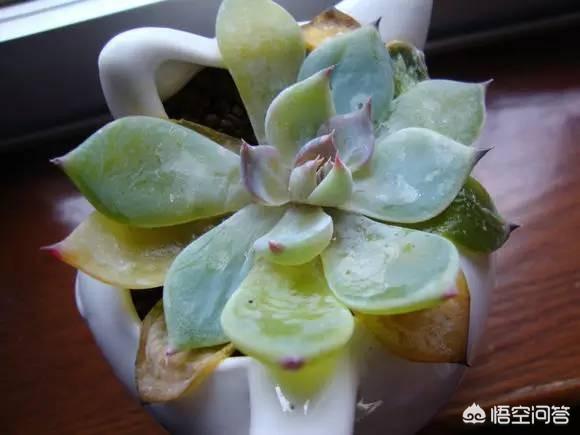 植物浇水太多水黄怎么办,绿植大盆栽水浇多了怎么办