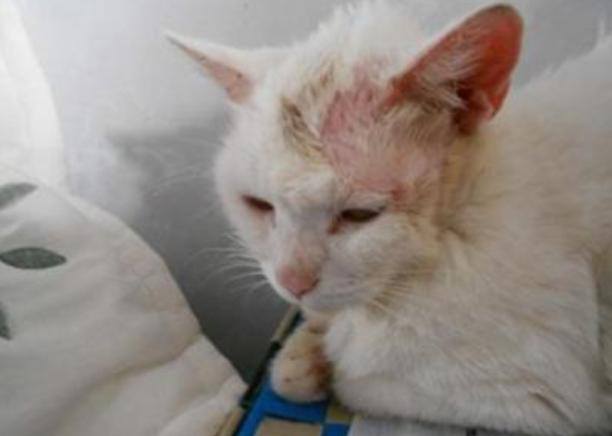 猫咪体外驱虫药用什么牌好,猫咪体外驱虫什么药比较好