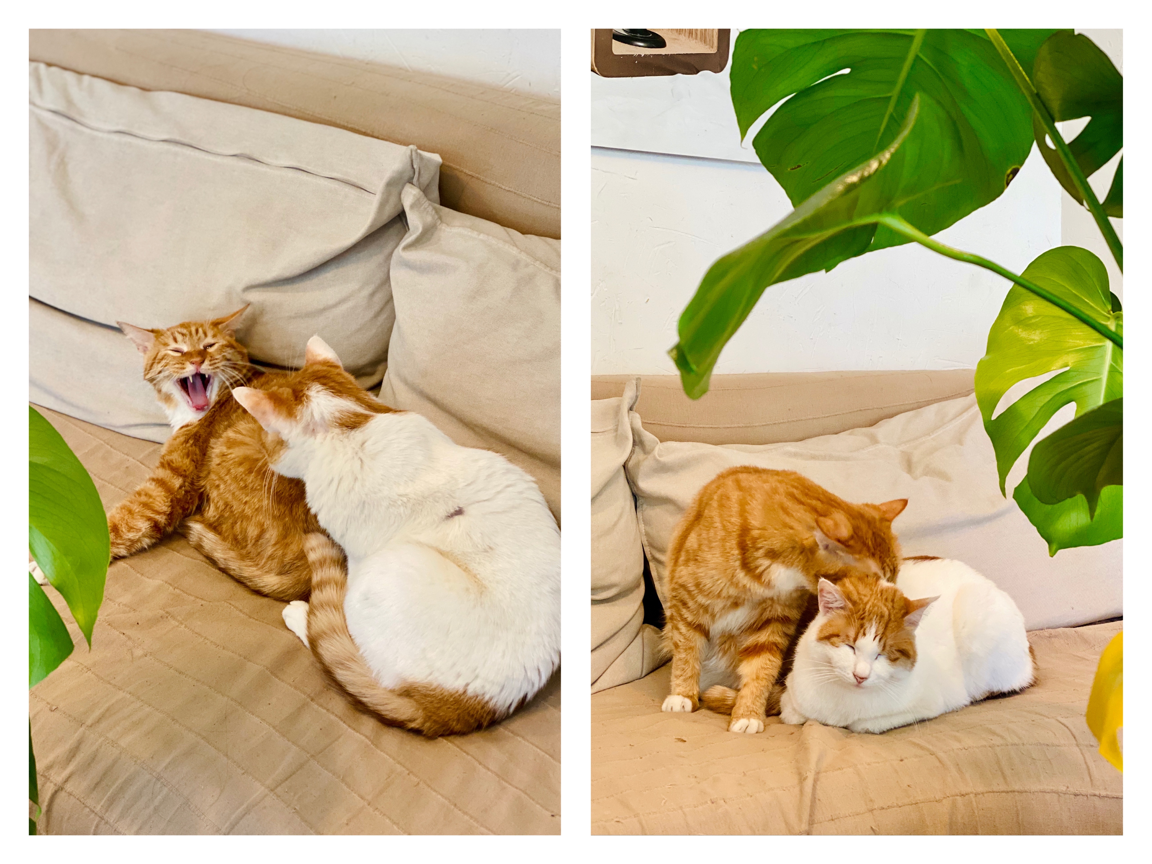 撸动物的网红店顺德,撸小动物的网红店北京世纪金源