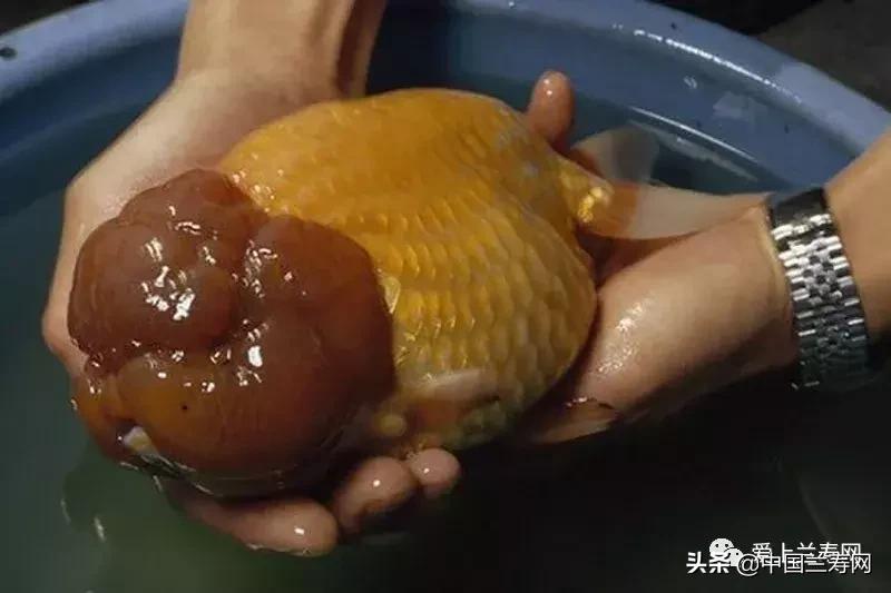 兰寿金鱼鲨鱼鳍品种图片大全,金鱼泰狮与兰寿是一个品种吗