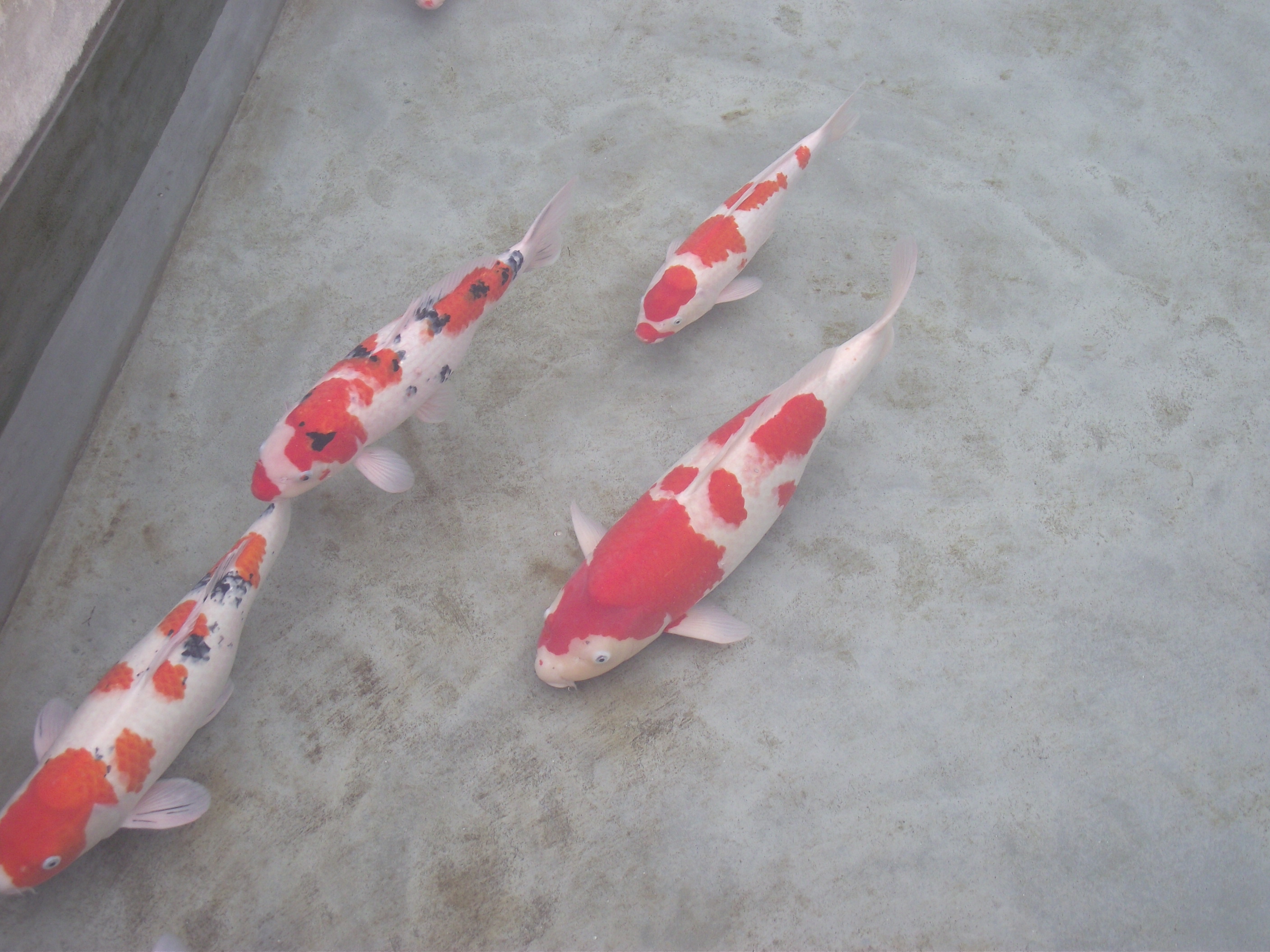 湖南最好的锦鲤养殖基地,湘潭锦鲤养殖