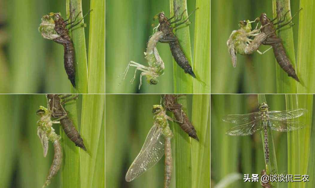 长得像螳螂，一年吃掉上万只蚊子，被人当美食吃，油炸嘎嘣脆