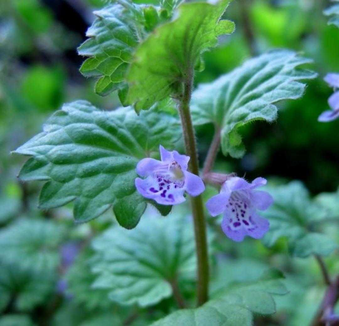 活血丹功效主治,活血丹野草图片