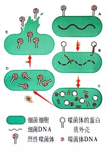 衡水中学核心素养水平测试卷答案,衡水中学生物高考必背知识点