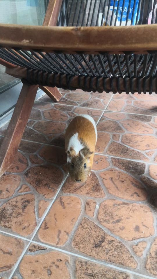 养荷兰猪和宠物兔怎么养比较好,荷兰猪和宠物兔哪个好养活