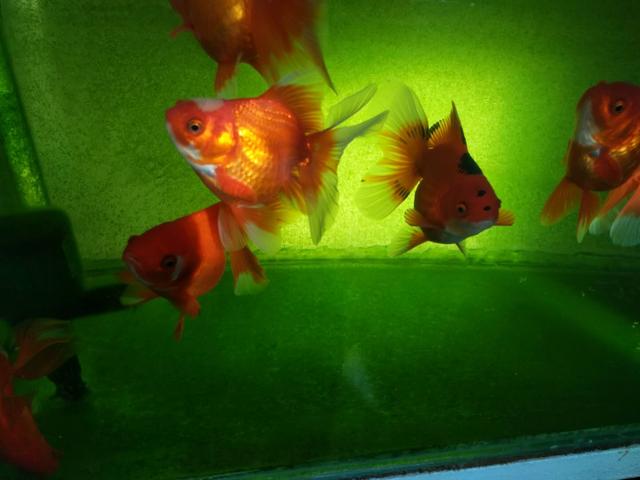 鱼缸温度达到多少度能去除绿水,鱼缸去除绿水最简单的办法