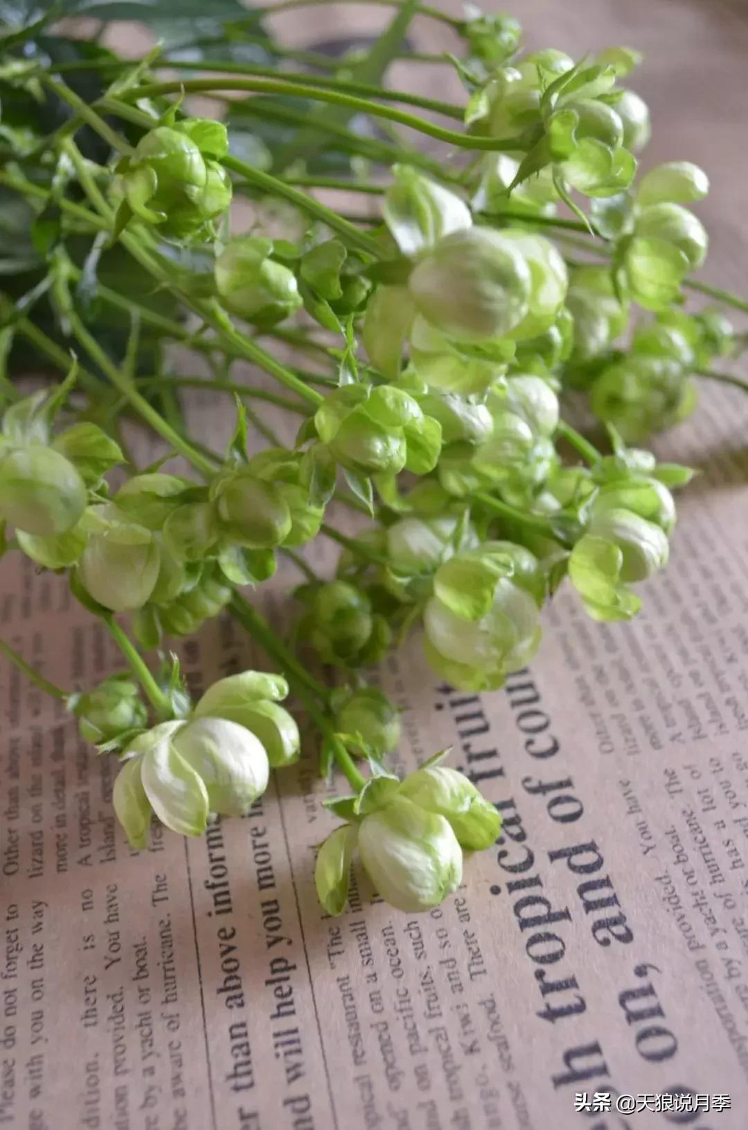 稀奇古怪的月季花,月季几款妖花