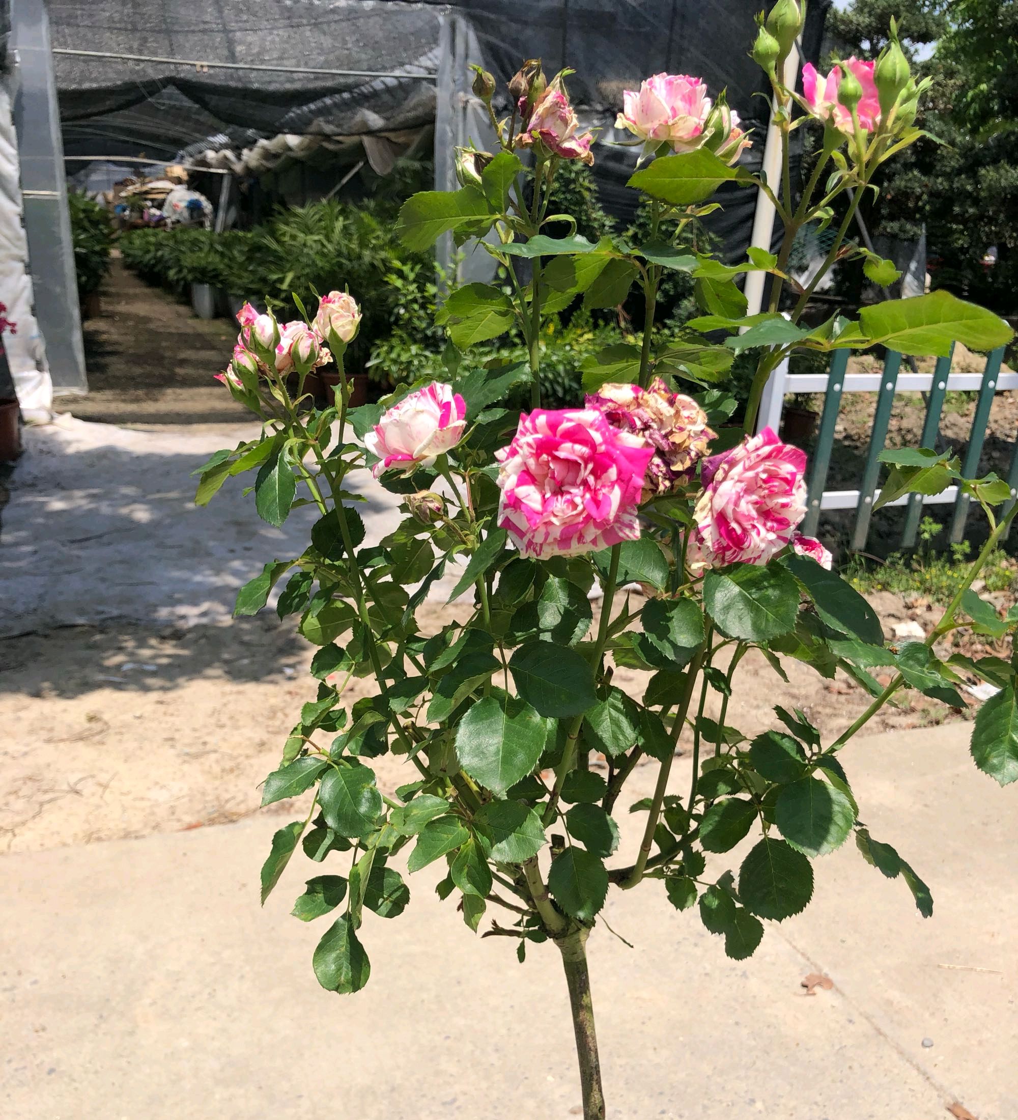 树状月季遇大风如何固定,树状月季春季剪秃会死掉吗