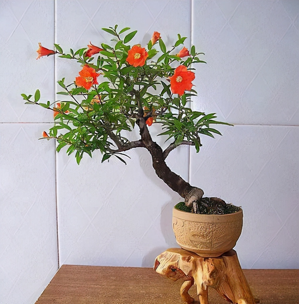 农村后院适合种啥树,家里种哪五种树可以旺家多子多福