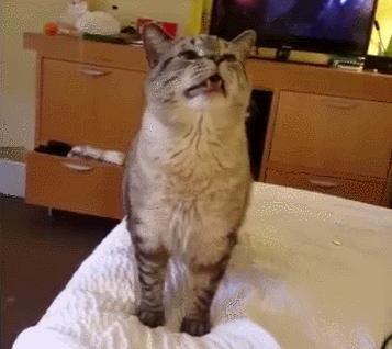 猫打喷嚏流鼻涕是猫瘟吗,猫连续打喷嚏就是猫鼻支吗