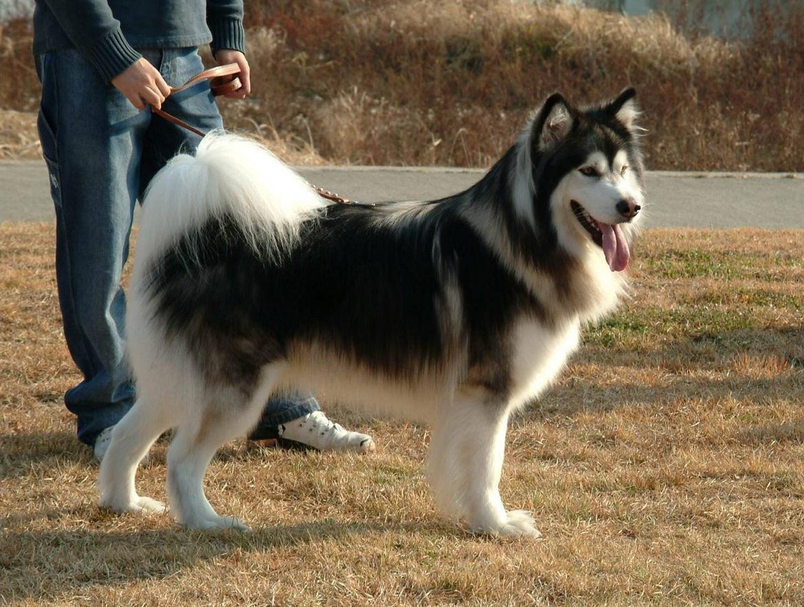 狗狗品种大全总有一款适合你,最适合新手养的十大狗狗品种