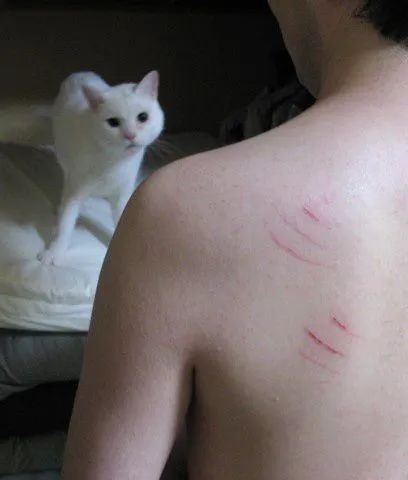 捡到猫咪的胡子,收集猫咪胡须会有好运嘛