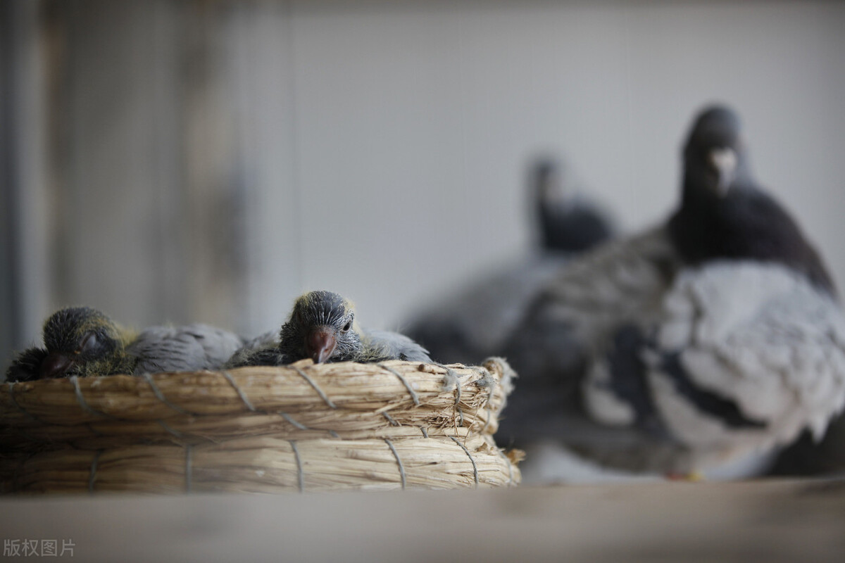 经常丢鸽子是怎么回事,经常丢鸽子