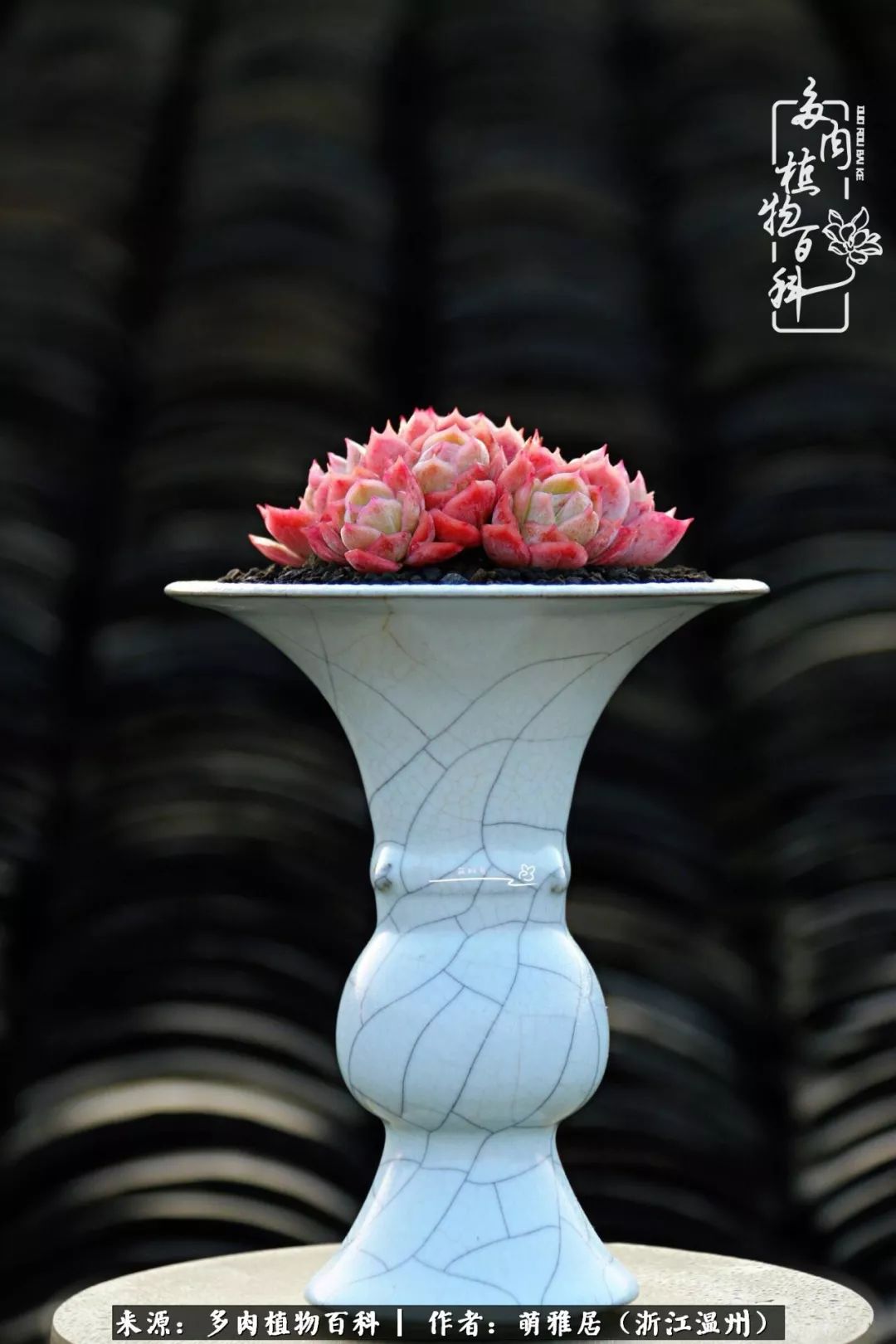 多肉最美的季节已来到,多肉最美的季节来临