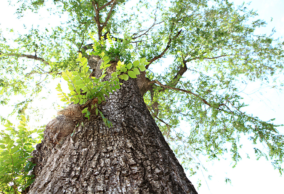 涔″湡鏁ｆ枃缁忓吀浣滃搧,涔″湡鏁ｆ枃鏈楄