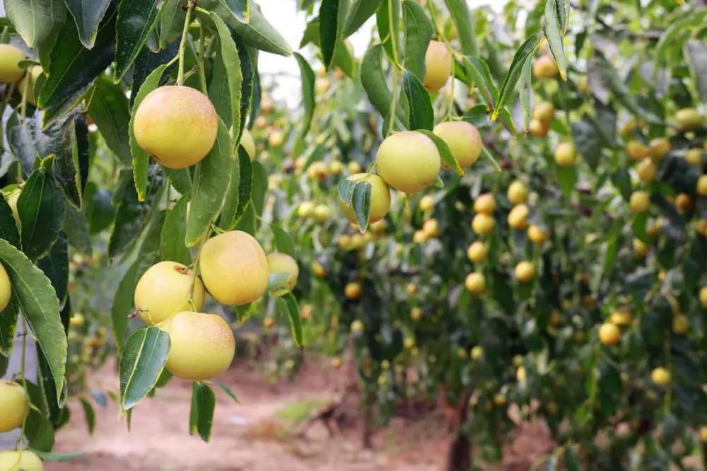 大荔冬枣销售点,品臻大荔冬枣