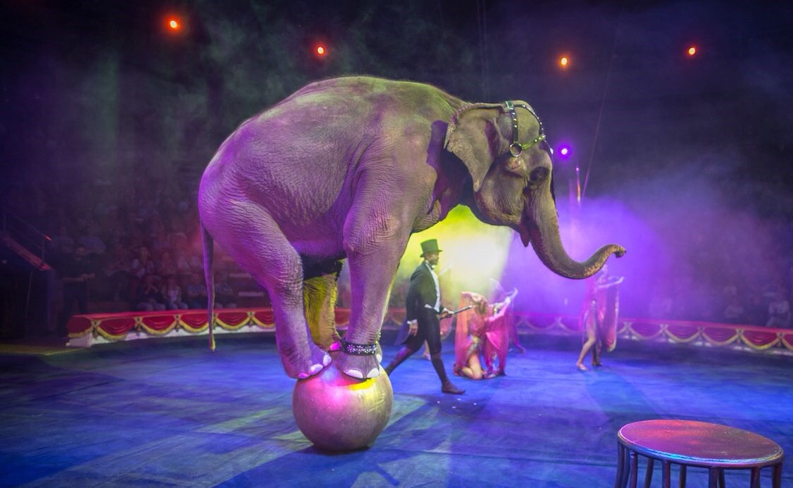 俄罗斯莫斯科大马戏票价,莫斯科大马戏完整视频