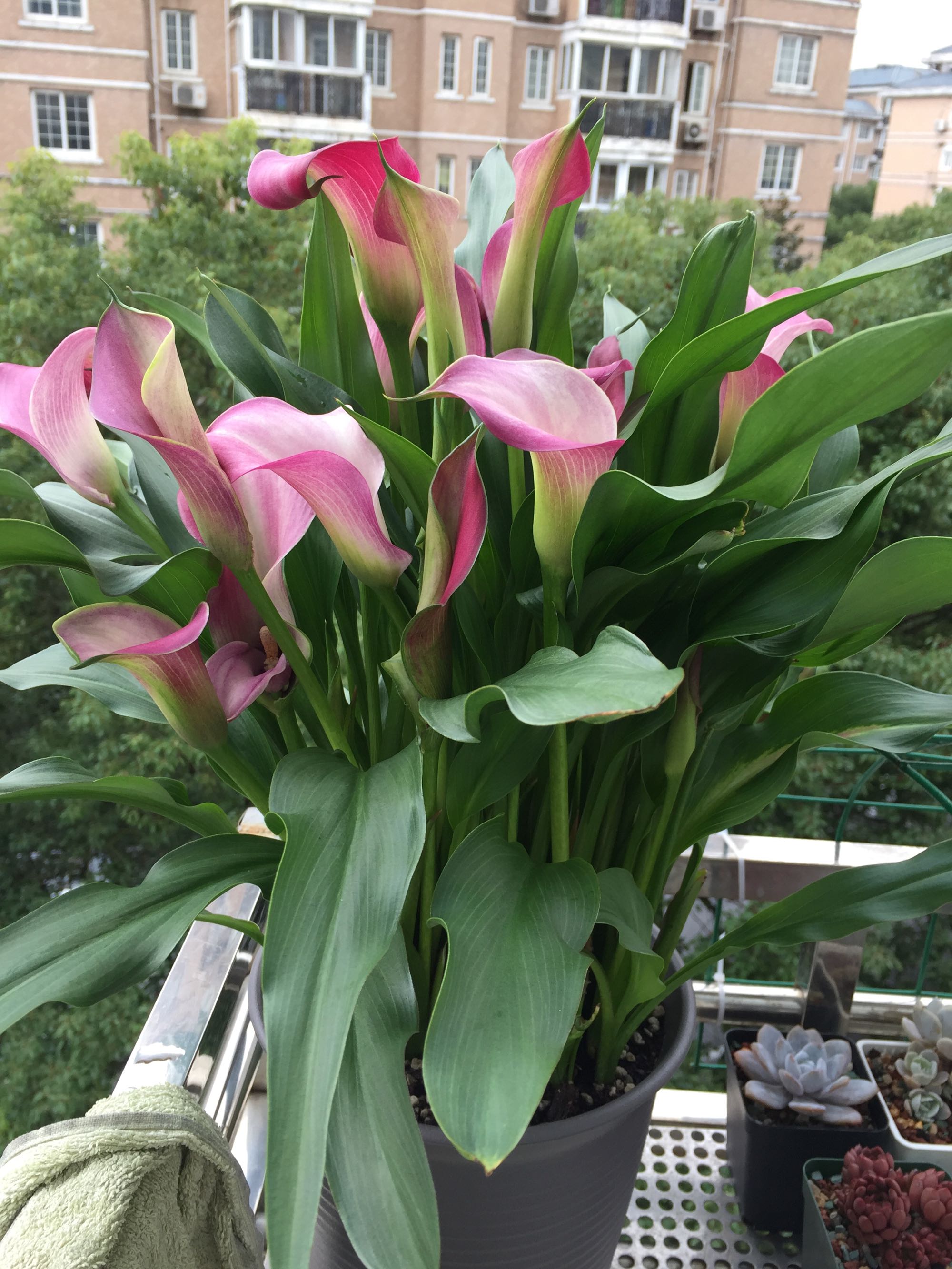 这些花只要浇水就能活,这2种花不浇水反而疯长