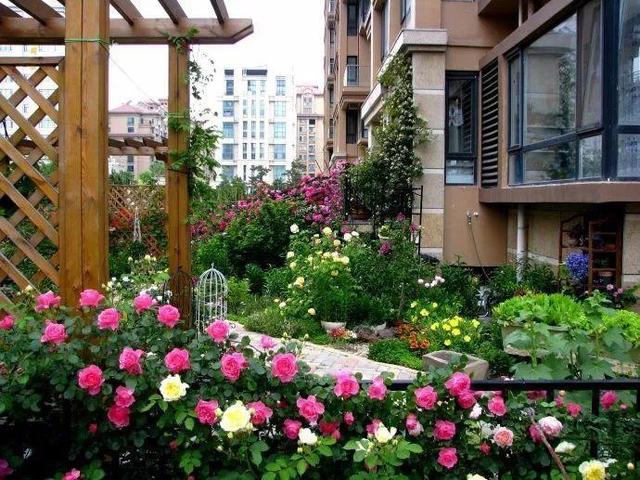 月季感染红蜘蛛后怎么修剪,月季感染白粉病怎么办