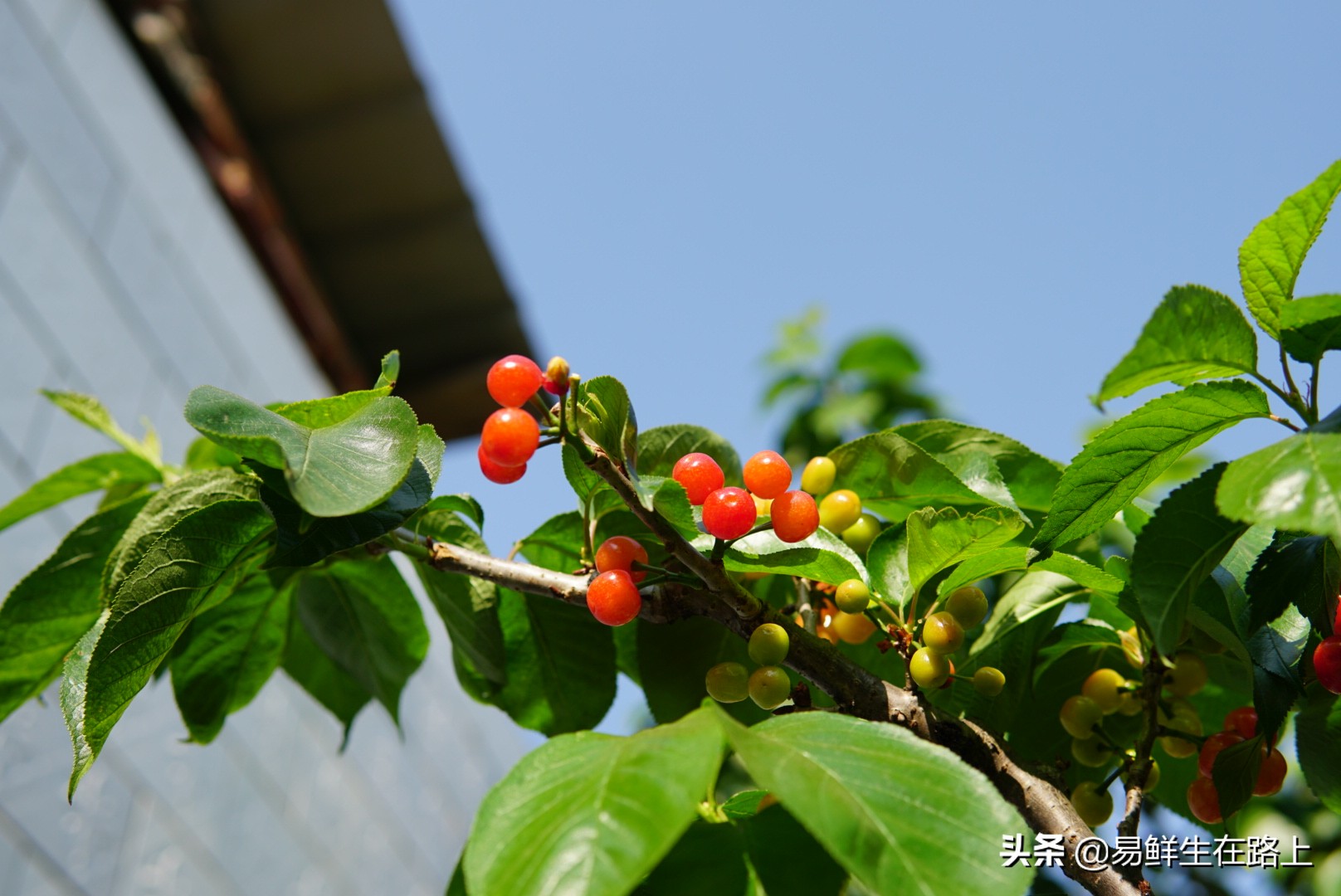 五月份去哪里摘樱桃最好,4月樱桃成熟