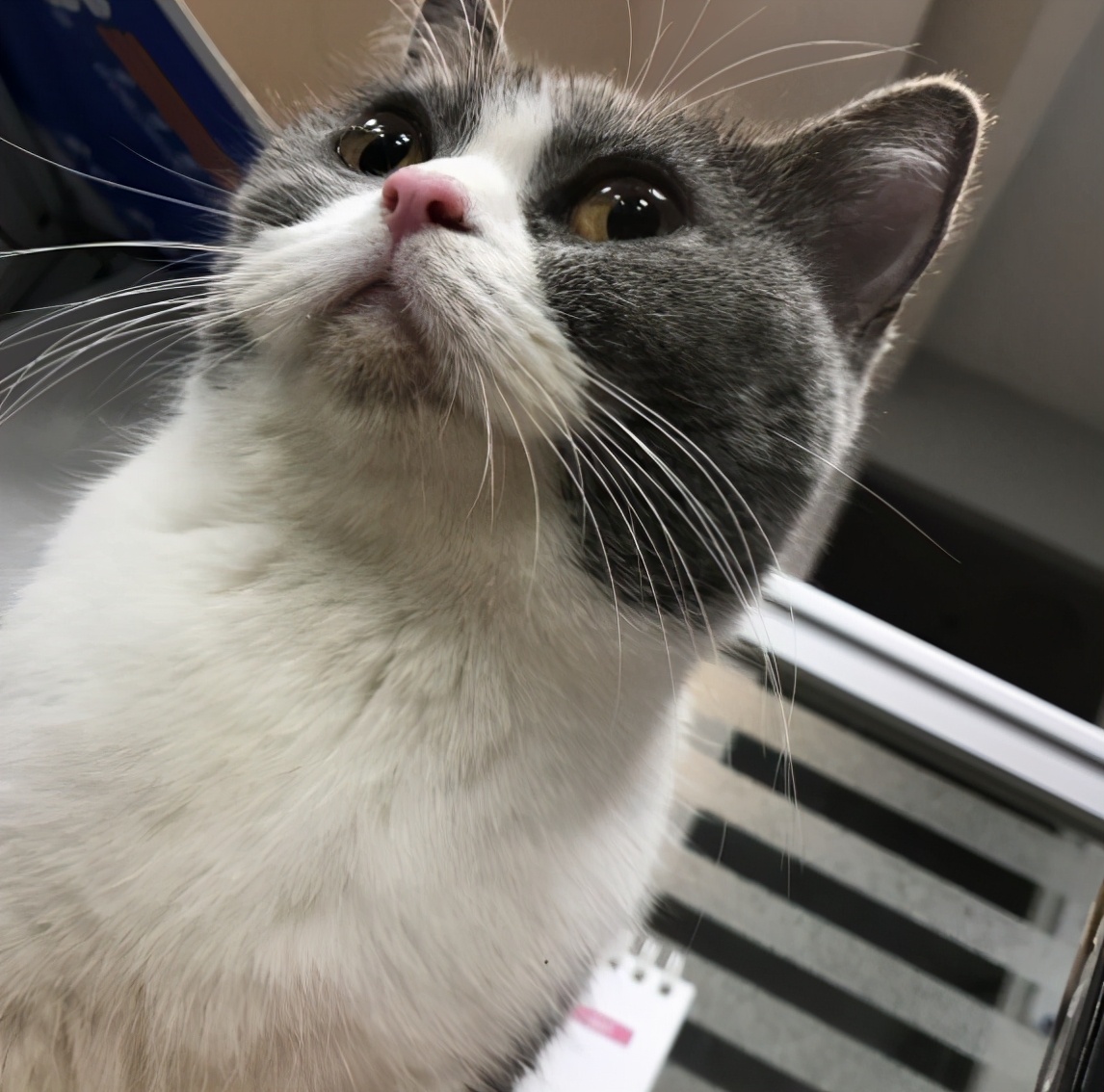 猫咪黑头发怎么办,猫咪有哪些有趣的处理方法