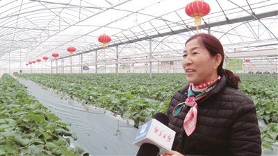 有机草莓好处,生态草莓无土栽培