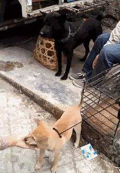 怎么养一只纯种土狗,如何养好一只土狗