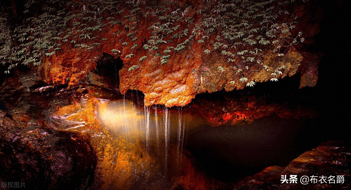 鸡盲肠肝炎有传染性吗,好兽医在线