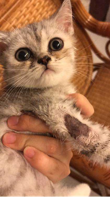 猫癣该怎么治疗能彻底,猫藓怎么样