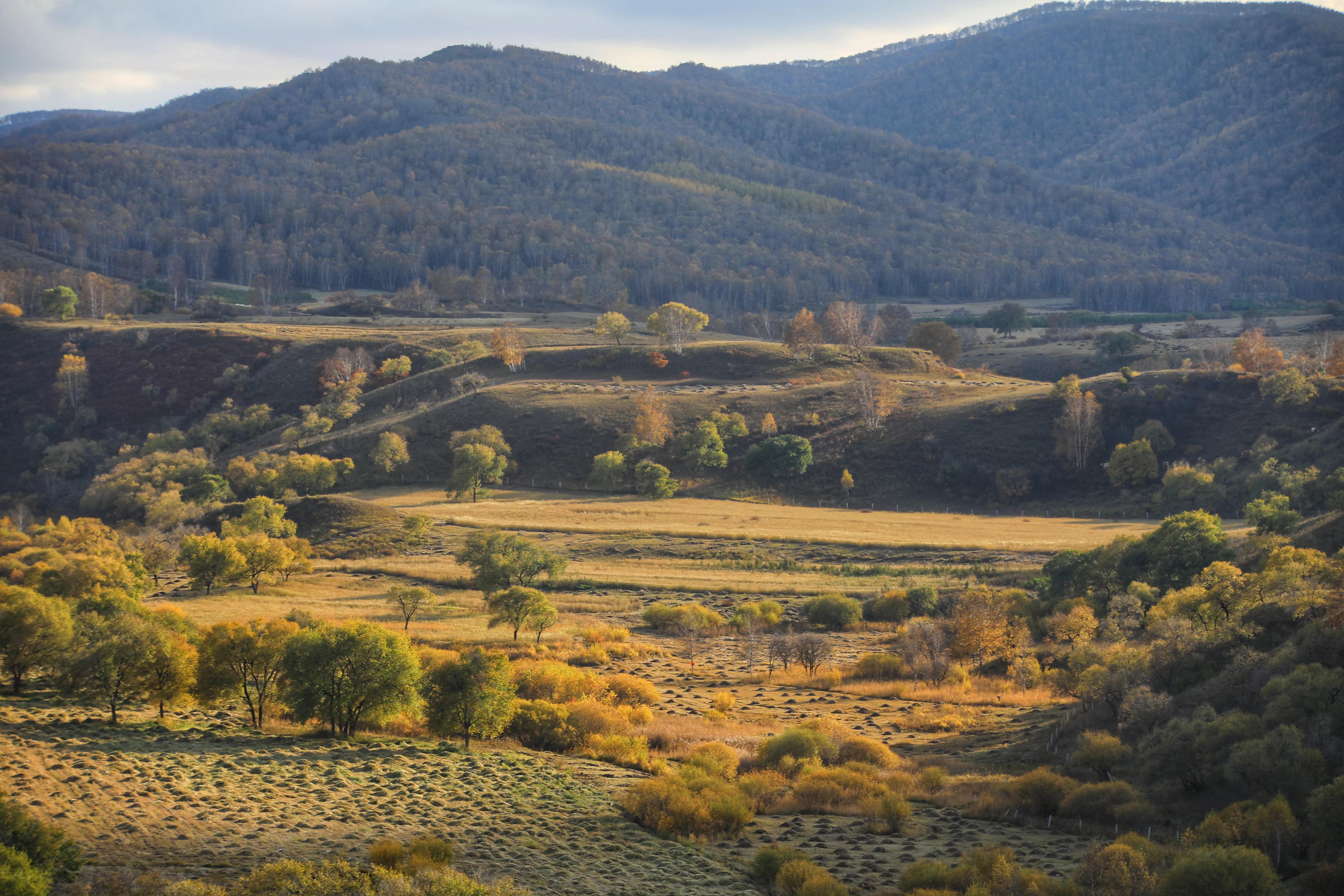 坝上秋色草原,坝上草原游记作文