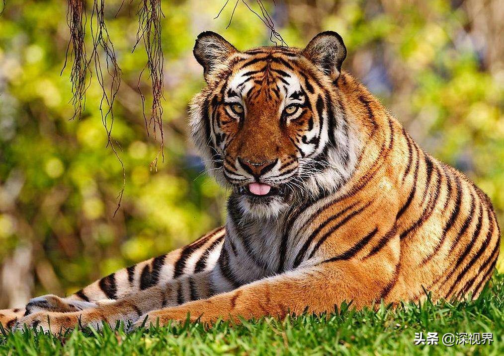 老虎狮子为什么老虎是森林之王,到底是狮子更厉害还是老虎更厉害