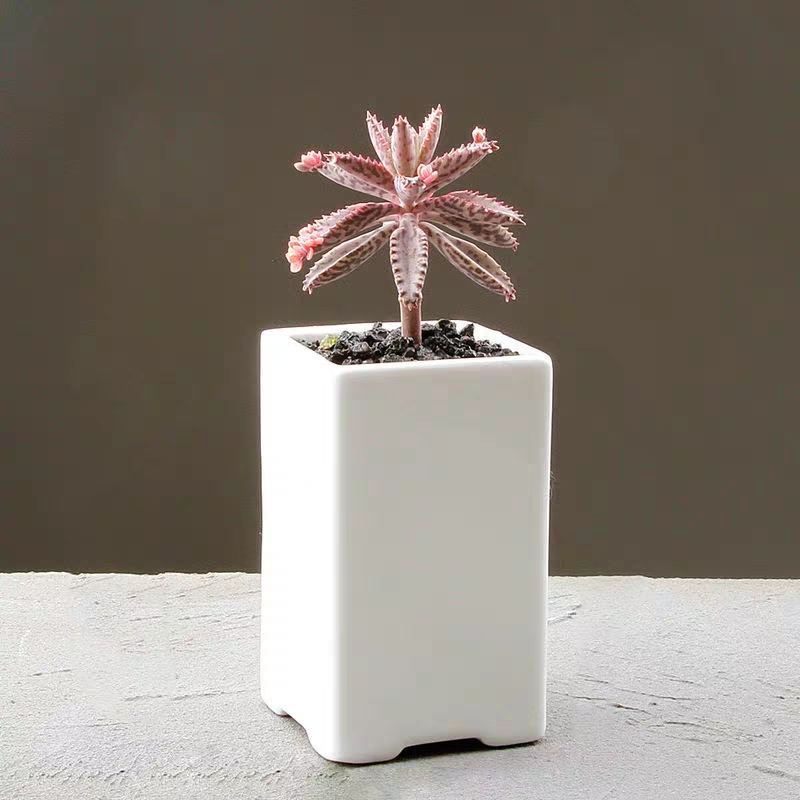 十大最好养的绿萝花,九种养不死的花