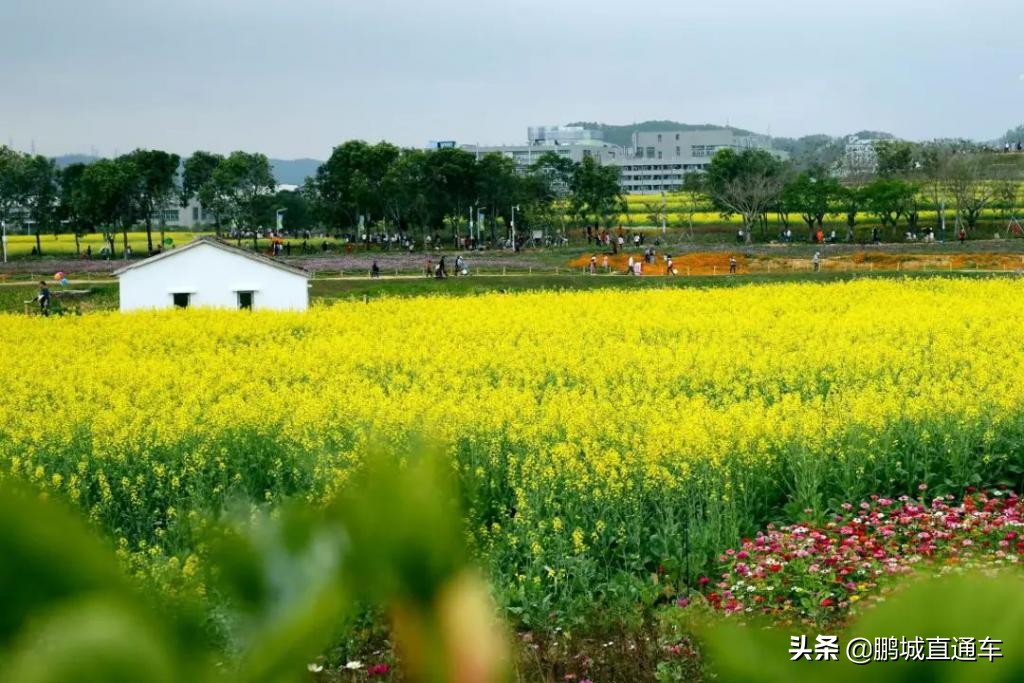 打算在深圳过年的朋友！这个景区推荐给你，田园+小镇+新年