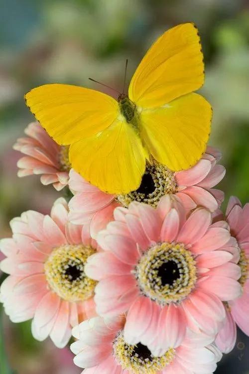 100个惊艳的美人盘点,中国最美的50个美人