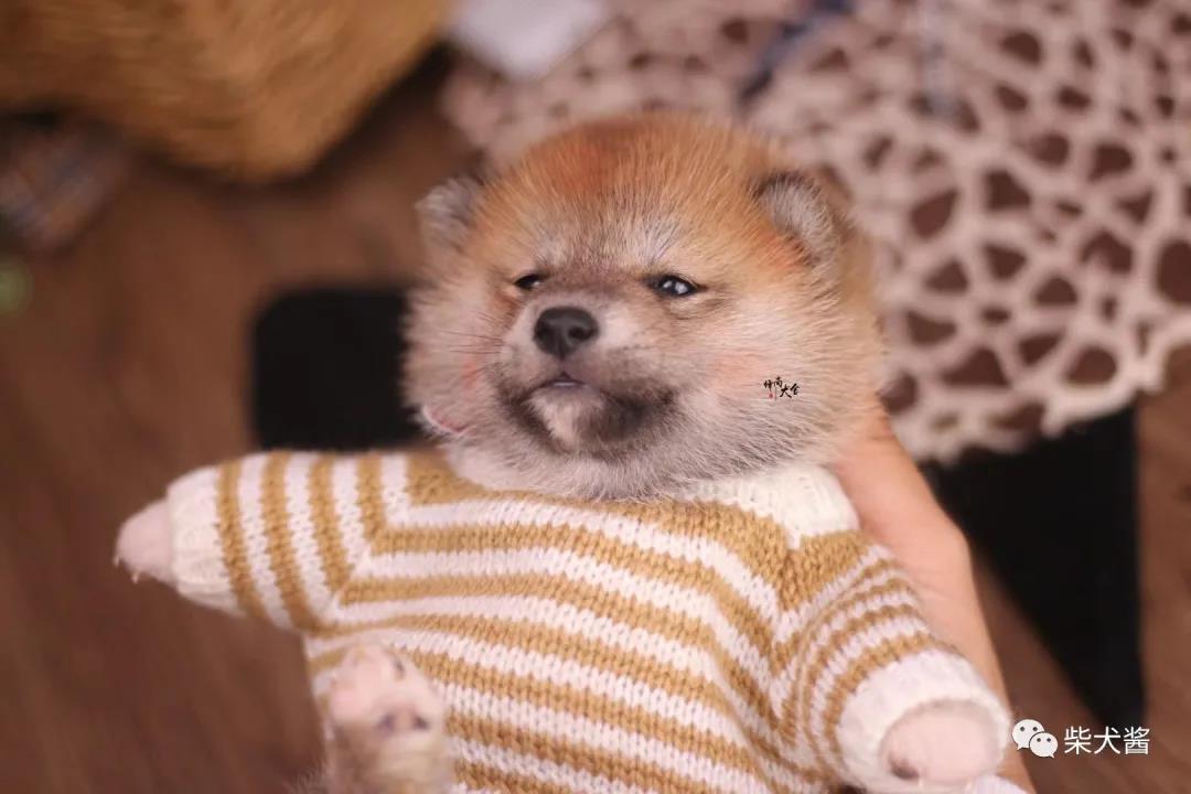 到什么地方买得到好柴犬,在什么地方能买到正宗的柴犬