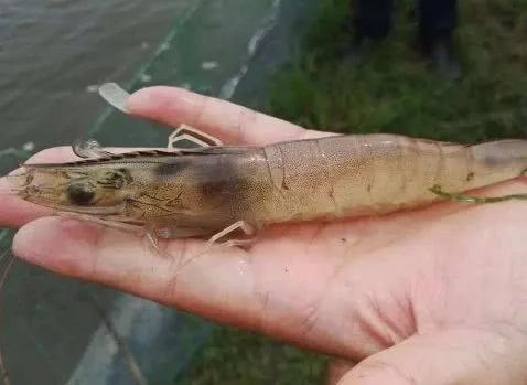 工厂化对虾纤毛虫怎么预防,养殖日本对虾需定期下纤毛虫药吗