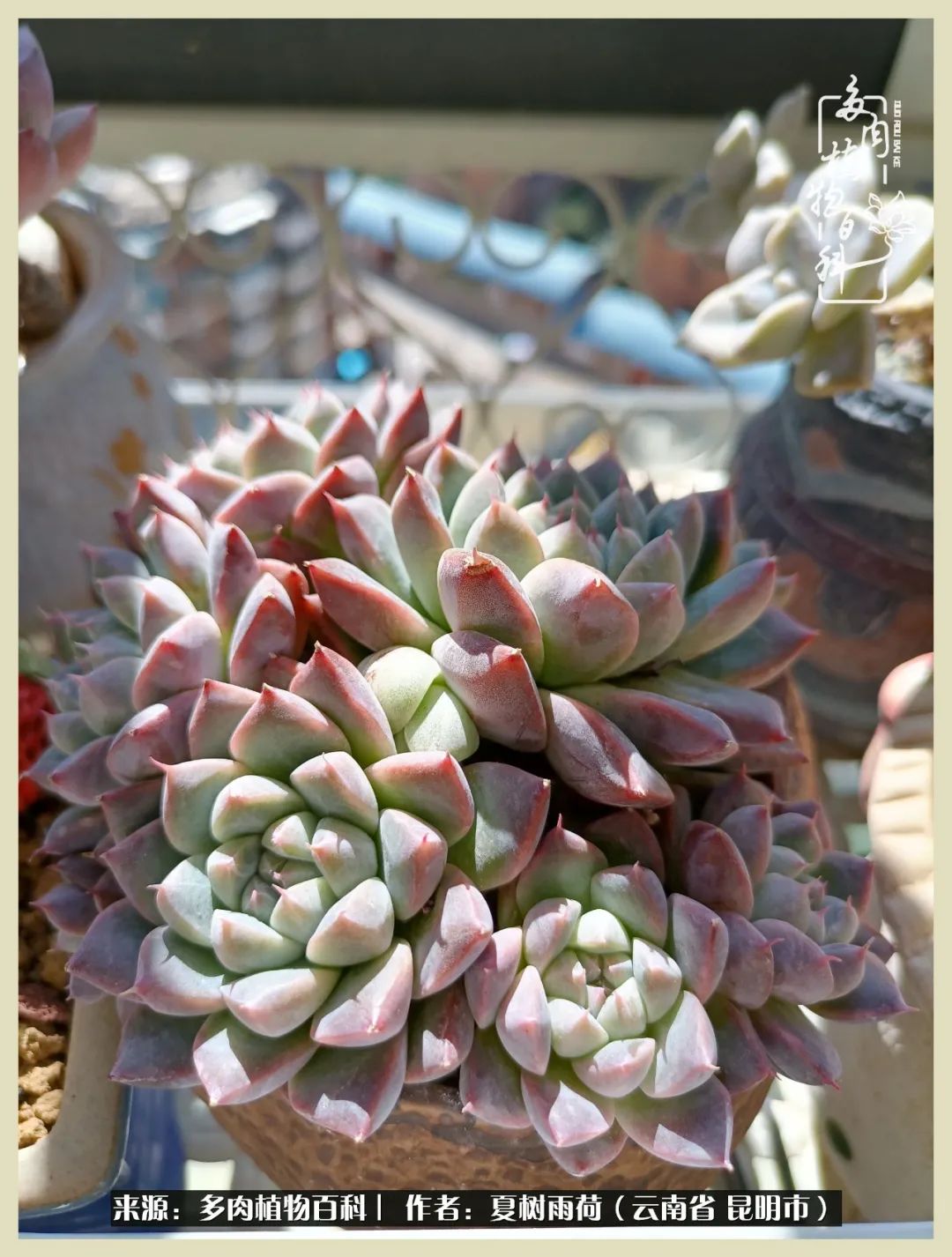 自从养了多肉有了窗台想要个阳台,养多肉10年多