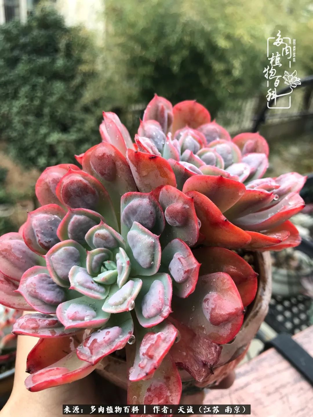 鍙拱瀵圭殑涓嶄拱璐电殑灏忔牱,鍙拱瀵圭殑涓嶄拱璐电殑鍥剧墖灞曠ず