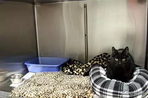 猫咪乱尿科学解释,猫咪乱尿是泌尿系统出问题了吗