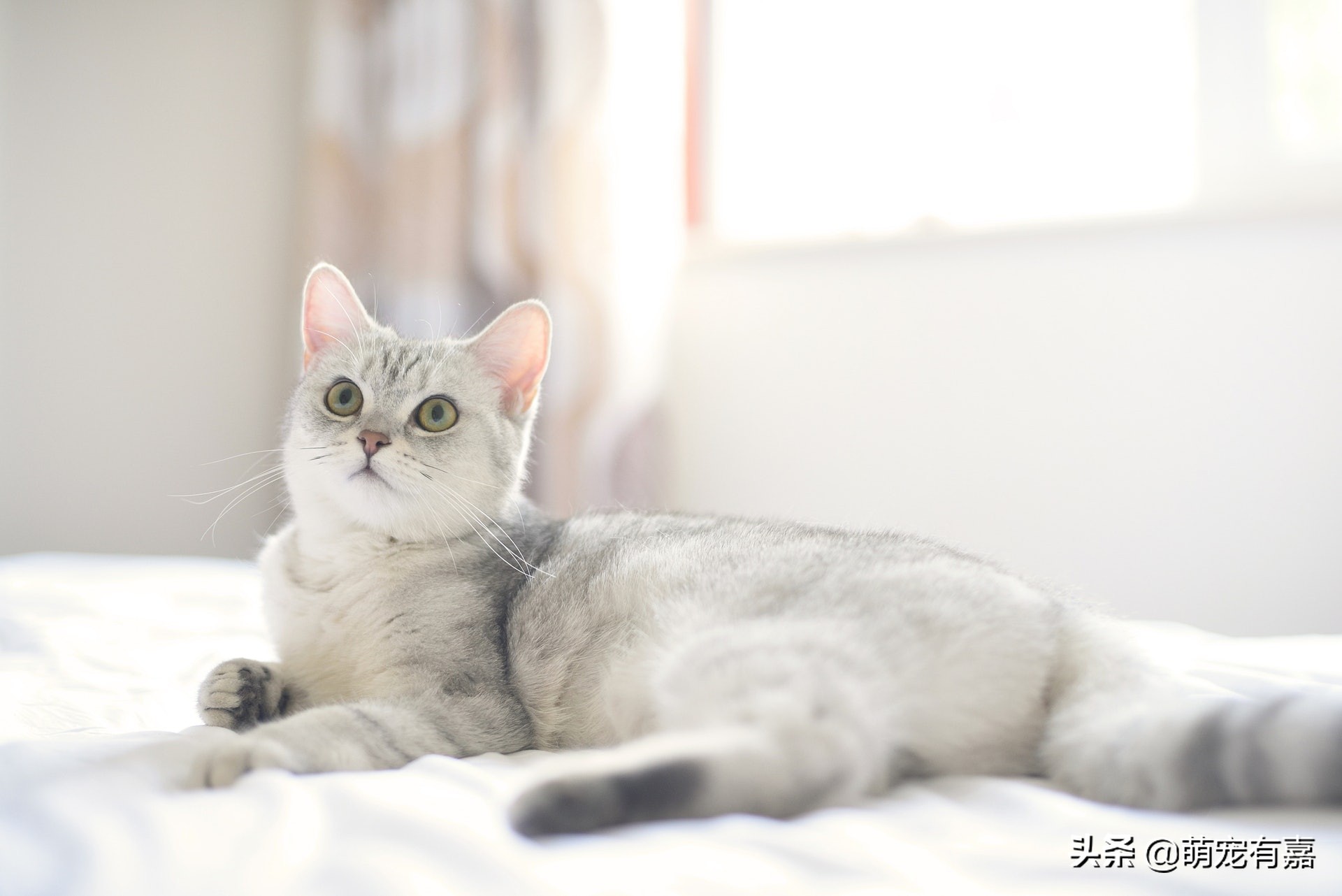 猫咪科学喂养不影响健康,猫真的不能吃素食吗