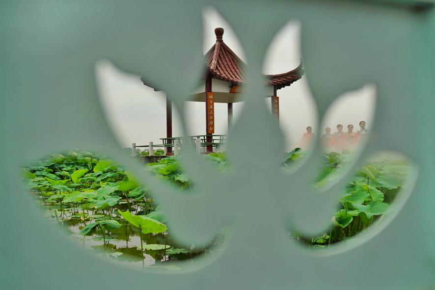 江苏金湖荷花风景,江苏淮安荷花之都金湖