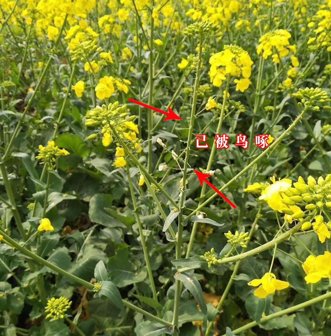 油菜驱鸟最好的方法,油菜防鸟