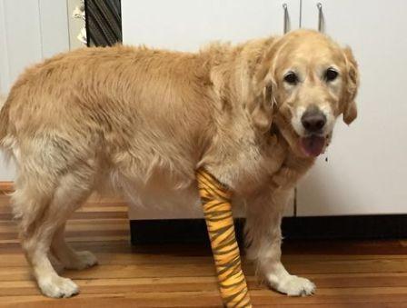 导盲犬没有勋章视频,可以当导盲犬的有哪几种狗狗