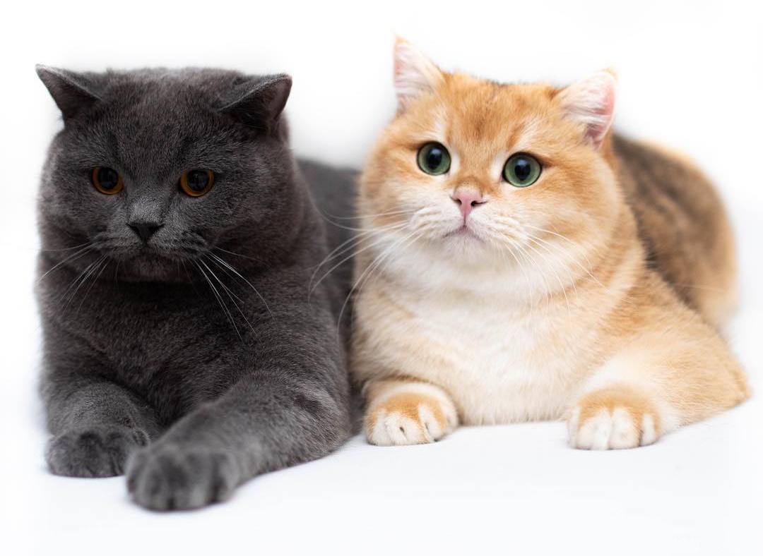 猫咪便秘吃益生菌多久可以见效,解决猫咪便秘的最佳方法