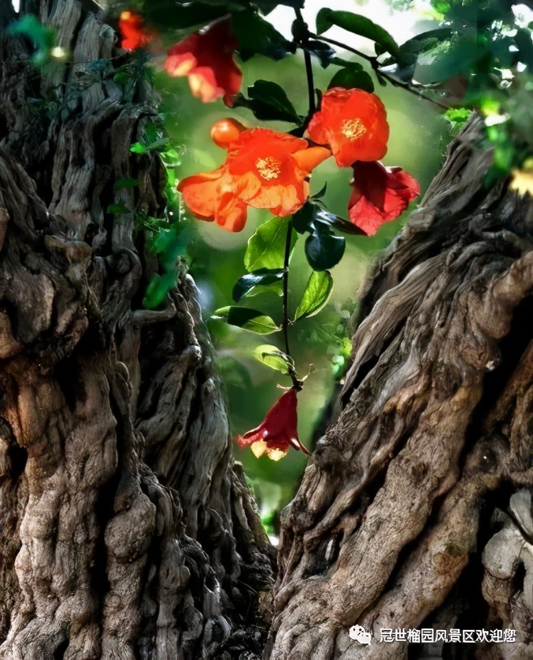 世界旅游日5月19日优惠,冠世榴园免费景点