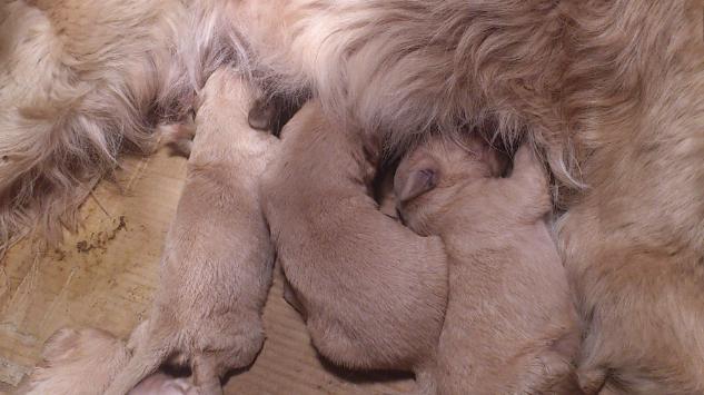 金毛怀孕攻略,金毛怀孕一个月需要注意什么